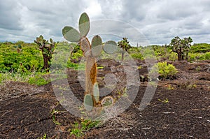 Opuntia Cactus, Sierra Negra, Isabela Island, Galapagos