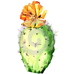 Opuntia cactus with yellow flower, watercolor