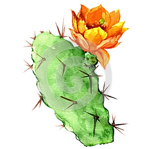 Opuntia cactus with yellow flower, watercolor