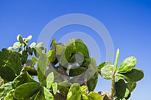 Opuntia chlorotica against blue sky photo