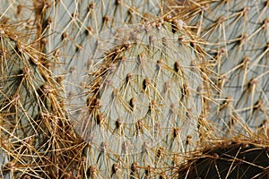 Opuntia Chlorotica Spines - South Mojave Desert - 061222 photo