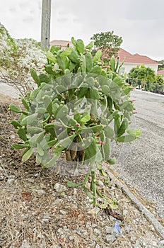 Opuntia Cochenillifera Cactus Growing By The Roadside photo