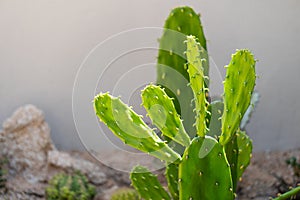 Opuntia Cochenillifera cactus is a succulent, evergreen shrub growth in arid areas