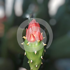 Opuntia cochenillifera I took this picture in the forest in Laos. As a background blur photo