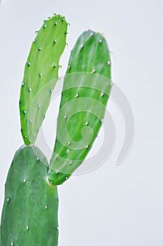 Opuntia cochenillifera, Opuntia or cactus