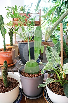 Opuntia cochenillifera, Opuntia or cactus and  Philodendron or Philodendron birkin