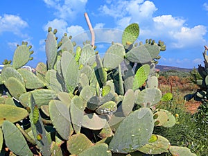 Opuntia cochineal scale on a cladodes of Opuntia cactus