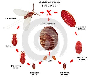 Opuntia cochineal scale, Dactylopius opuntiae