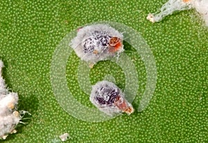 Opuntia cochineal scale, Dactylopius opuntiae