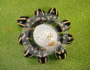 Opuntia cochineal scale, Dactylopius opuntiae and its native predator, ladybugs