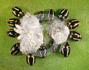 Opuntia cochineal scale and ladybugs photo