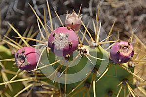 Opuntia, commonly called prickly pear