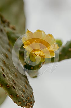 Opuntia falcata is a long-stemmed tree.