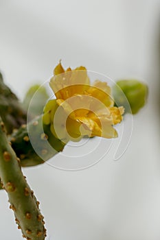 Opuntia falcata is a long-stemmed tree.