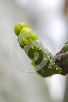 Opuntia falcata is a long-stemmed tree.