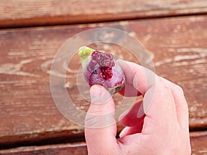 Opuntia ficus fruit with juicy flesh in a male hand