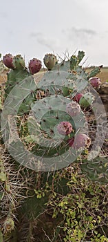 Opuntia ficus-indic testy hybrid cactus photo