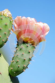 Opuntia ficus-indica photo