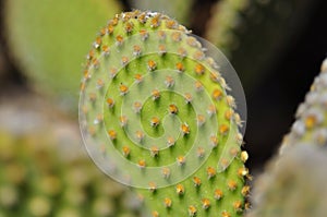 Opuntia ficus-indica