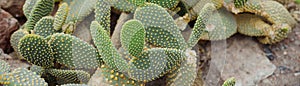 Opuntia ficus-indica is also known as Prickly Pear, Indian Fig or Mission Cactus. Nature wallpaper background.Bunny Ears