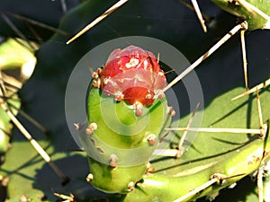 Opuntia ficus-indica bud