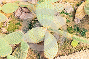 Opuntia ficus indica cactus