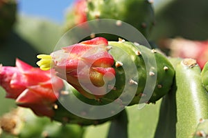 Opuntia ficus-indica cactus blooming photo