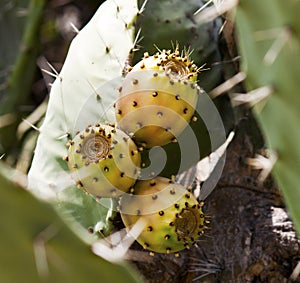 Opuntia ficus-indica cactus fruit photo