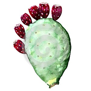 Opuntia ficus indica cactus with fruit
