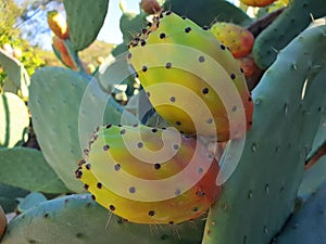 Opuntia ficus-indica cactus fruits