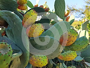 Opuntia ficus-indica cactus fruits