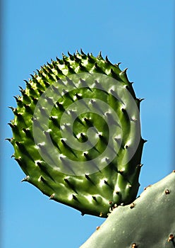 Opuntia Ficus-Indica Cactus In Greenhouse