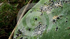 Opuntia ficus-indica with cochineal lice