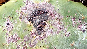 Opuntia ficus-indica with cochineal lice