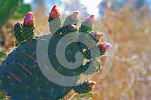 Opuntia ficus-indica cactus flower blooming in Menashe mountains in the north of Israel.