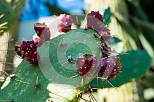 Opuntia ficus Indica fruits