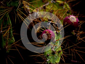 opuntia ficus indica photo