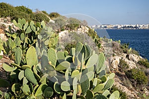 Opuntia Ficus Indica, the prickly pear