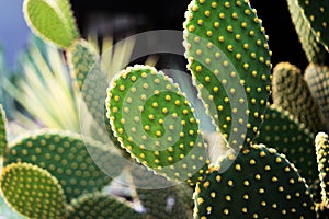 Opuntia, Green prickly pear cactus desert plants close up