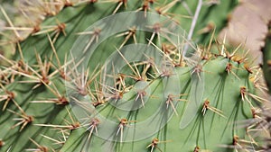 Opuntia Littoralis Spines - Ventura Coast - 080522