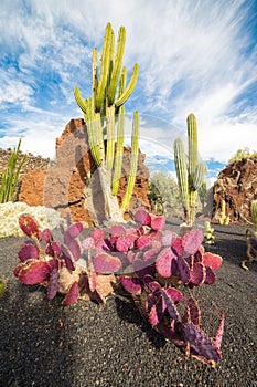 Opuntia Macrocentra in Jardin de Cactus, Lanzarote, Canary Isla
