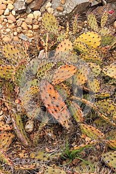 Opuntia macrorhiza