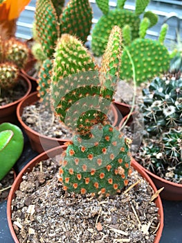 Opuntia microdasys, angel`s-wings, bunny ears cactus, bunny cactus or polka-dot cactus