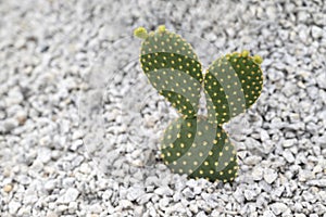 Opuntia Microdasys, Bunny Ear cactus, a succulent plant with small white pebbles in the rock garden.