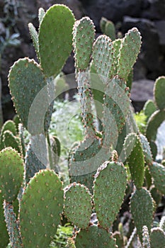 Opuntia microdasys cactus plant