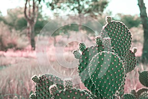 Opuntia Microdasys cactus in prairies landscape background with field grass trees. Beautiful tranquil idyllic nature scene