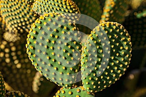 Opuntia microdasys cactus stem with polka-dot like pattern created by the yellow glochids clusters