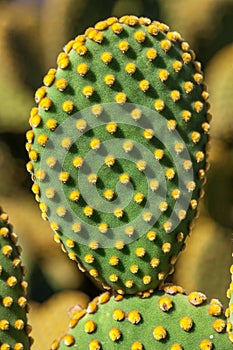 Opuntia microdasys cactus stem with polka-dot like pattern created by the yellow glochids clusters