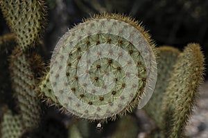 Opuntia microdasys close-up, also angel`s-wings, bunny ears cactus, bunny cactus or polka-dot cactus.