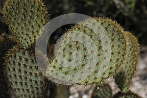 Opuntia microdasys close-up angel`s-wings, bunny ears cactus, bunny cactus or polka-dot cactus.